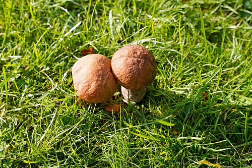 Paddenstoel op de weide in de zomer in Denemarken