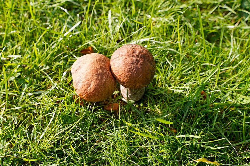 Mushroom on the meadow in summer in Denmark by Babetts Bildergalerie