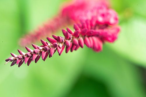 _DSC9165 von Bart Verdijk