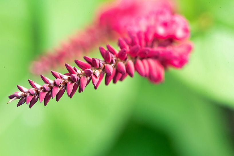 _DSC9165 von Bart Verdijk
