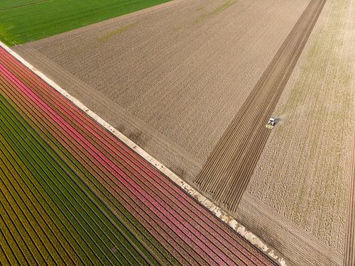 Tulpen im Polder