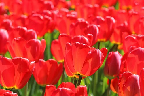 Rode tulpen in tegenlicht