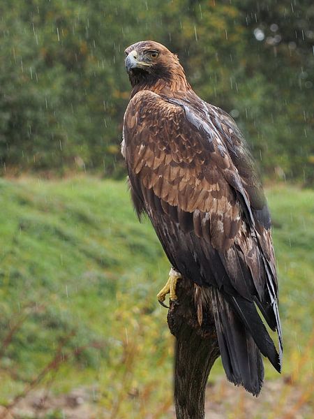 Aigle royal par Loek Lobel