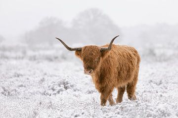 Winters portret van Schotse hooglander | Natuurfotografie Nederland van Marika Huisman fotografie