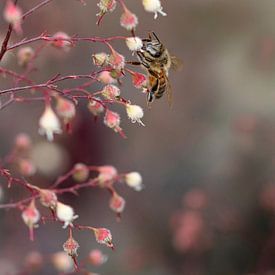 Bee in a dream made of pink by SallysMacroworld