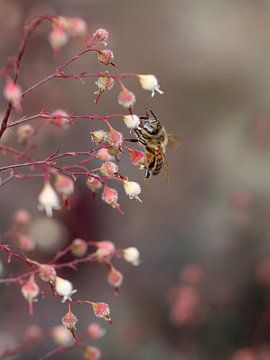 Bijen in een droom van roze van SallysMacroworld