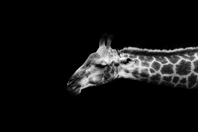 Elegant giraffe in black and white by Ian Schepers