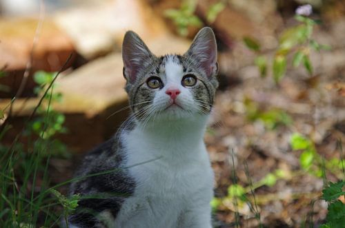 Kleine kat kijkt nieuwsgierig
