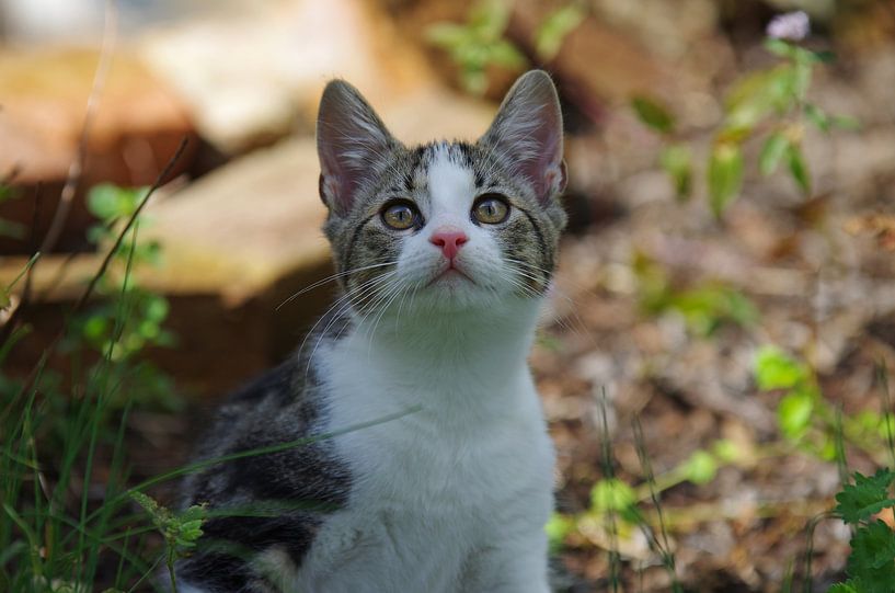 Le petit chat regarde curieusement par cuhle-fotos
