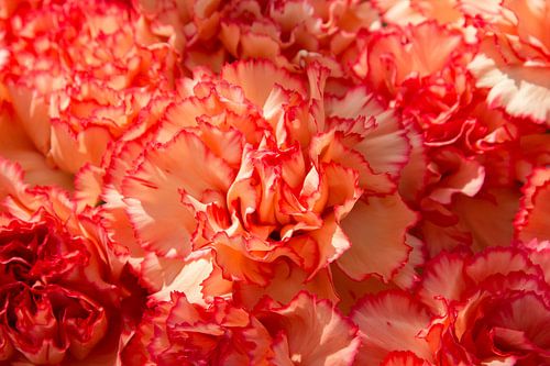 Rozen, Kom in de Kas, Nederland