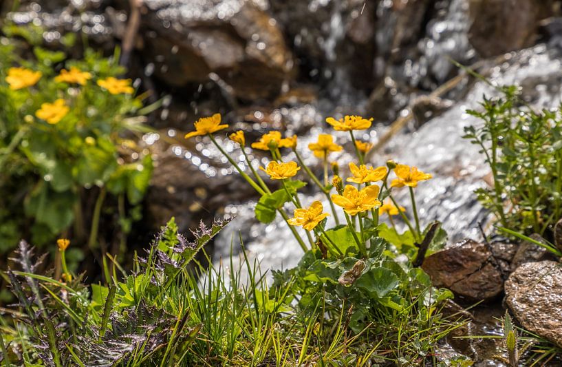 Dotterbloem (Caltha palustris) in het Rosstal boven Innervillgraten van Christian Müringer