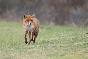 Fox by Merijn Loch