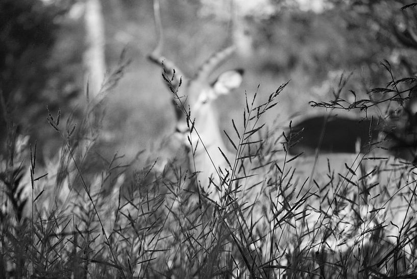 Versteckter Impala von Suzy den Engelse