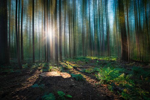 'In Memoriam', Speulderbos