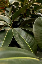 Plante Rhododendron | photo prise à Porto sur Karijn | Fine art Natuur en Reis Fotografie