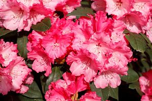 Rosarote Rhododendronblüte, Close-Up, Deutschland