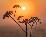 Foggy sunrise by Ruud Peters thumbnail