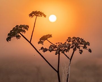 Foggy sunrise by Ruud Peters