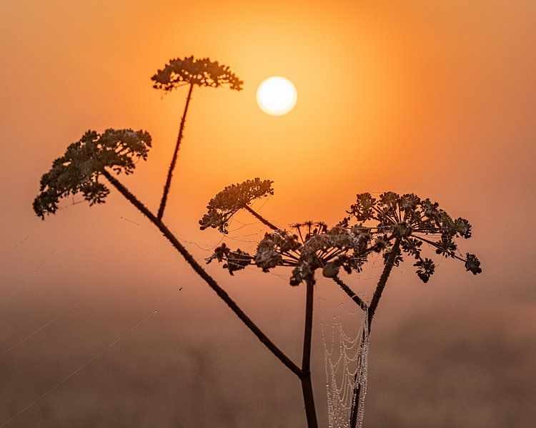 Foggy sunrise by Ruud Peters