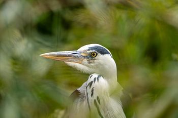 Reiher zwischen den Blättern