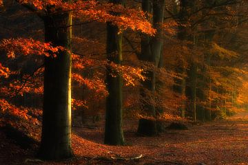 Herbstliches Feuer - Gasselte, Die Niederlande von Bas Meelker