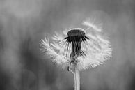 Paaardenbloem pluis in zwart/wit van Bert Nijholt thumbnail