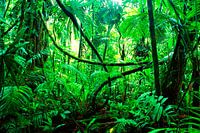 Rainforest