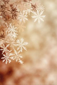 Schneeflocken in Kupferlicht Winter Fein