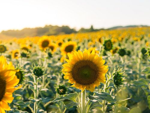 Champ de tournesol avec abeille volante