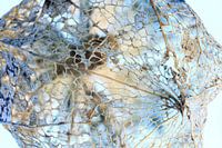 Transience