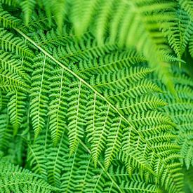 Green fern sur Arkadiusz Kurnicki