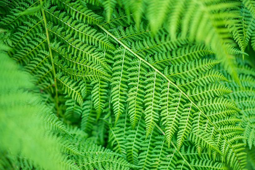 Green fern van Arkadiusz Kurnicki