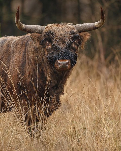 Le taureau écossais Highlander par Menno Schaefer