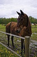 Paard in de wei