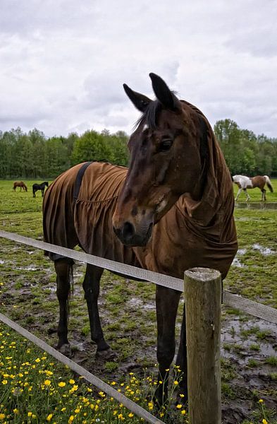 Paard in de wei by foto-fantasie foto-fantasie