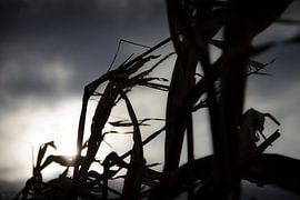 Blasen des Vergessens von Simon Claassen