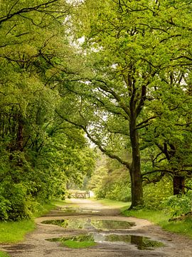 Na de regen in het bos. 2 van Alie Ekkelenkamp