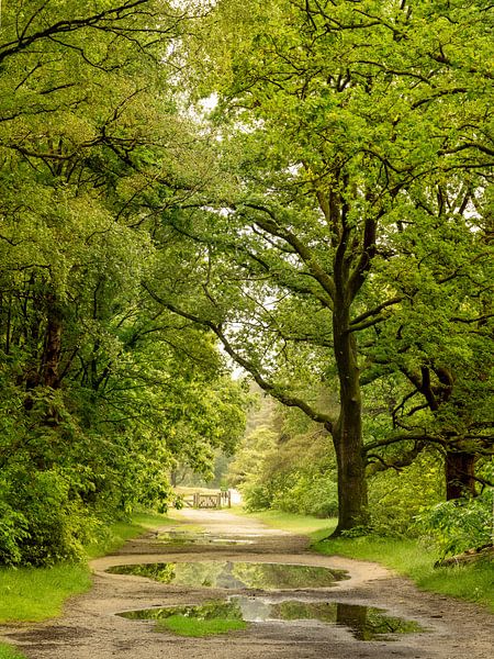 After the rain in the forest. 2 by Alie Ekkelenkamp