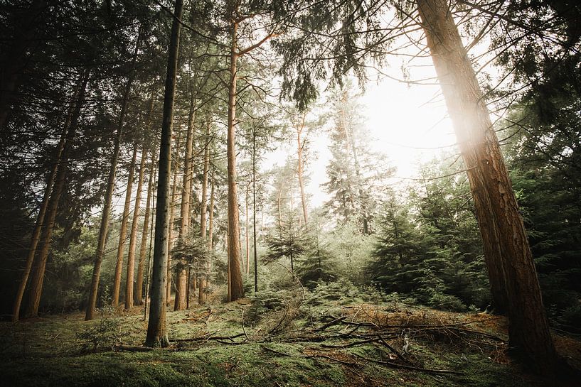 Summer on the Veluwe by Nanda van der Eijk