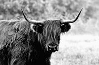 Schotse Hooglander in zwart-wit