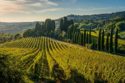 Zonsondergang over wijngaarden en cipressen in de Toscaanse Maremma