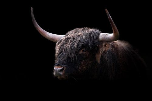 Scottish Highlander by Karel Ton