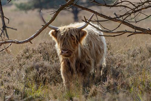 Schottische Highlander