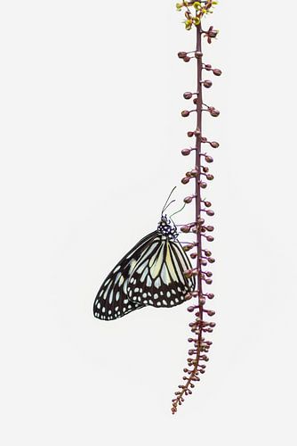 Papillon en papier sur une échelle de fleurs.