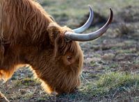 Gros plan sur un Highlander écossais