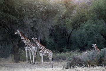 GIRAFFEN 2 von Miroslav Ptacek