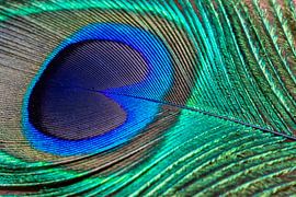 Plume de paon sur Jan Schuler