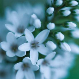 witte bloem van Carolina D'Andrea