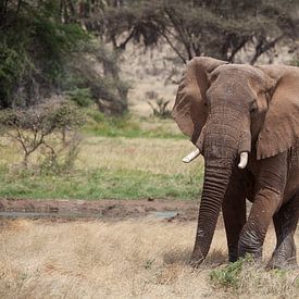 Elephant by Anne-Marie Vermaat