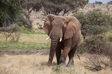 Elefant von Anne-Marie Vermaat